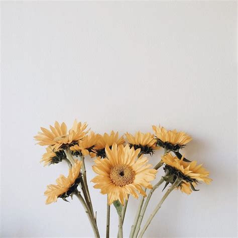 Cute Flower Pictures Aesthetic / @faithemmalie 🦋 | vsco !! | Flowers, Flower aesthetic ...