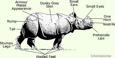 The Endangered Javan Rhino - Species Profile