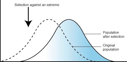 what is stabilizing,distruptive directional - Biology - Evolution - 6744032 | Meritnation.com