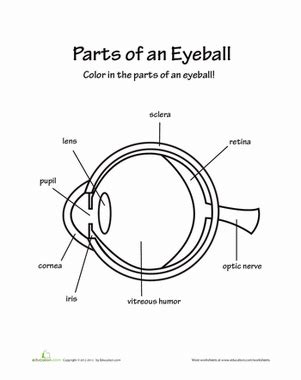 Parts Of The Eye For Grade 2