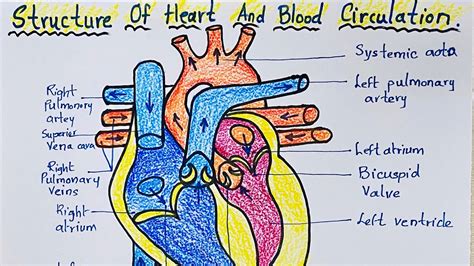 Circulatory System Drawing For Kids