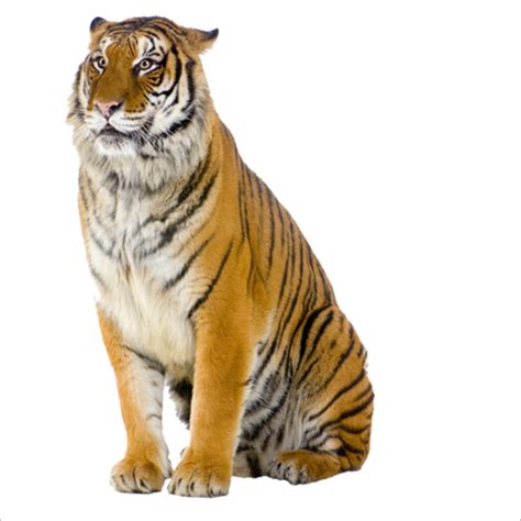 Tiger Pizza Steve Cat Stock photography - tiger png download - 1773*1773 - Free Transparent ...