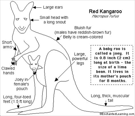 Kangaroo Read-and-Answer Quiz Printout- EnchantedLearning.com