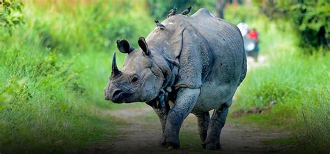 Kaziranga National Park Gets 3,000 Hectares Additional Land Where Animals Can Move Freely Now