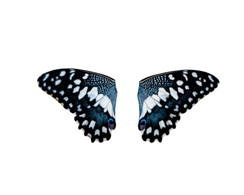 🥇 Image of butterfly Butterfly animal nature overlay png insect - 【FREE PHOTO】 100033138