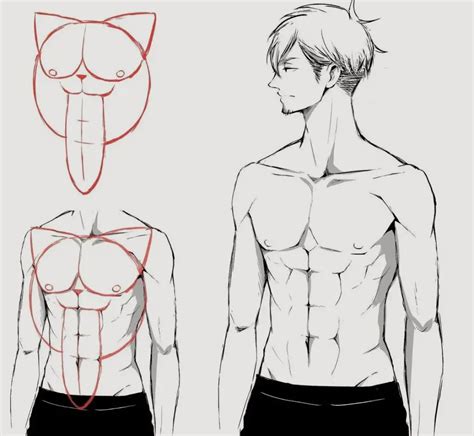 Anime Abs Drawing Reference: Artful Anatomy – Art Reference Point