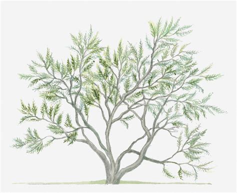 Illustration Showing Shape Of Tamarix Africana (african Tamarisk) Tree Bearing Green Foliage ...