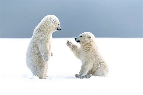 Baby Polar Bear Wallpaper (52+ images)