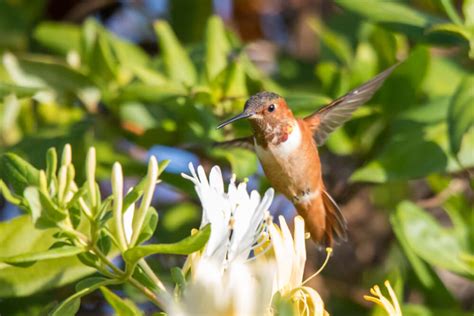 Meet The Allen’s Hummingbird (Facts & Photos)