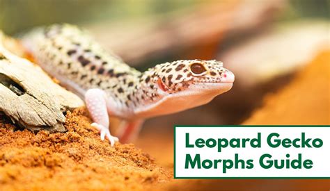 35 Awesome Leopard Gecko Morphs (With Pictures): The Complete Guide