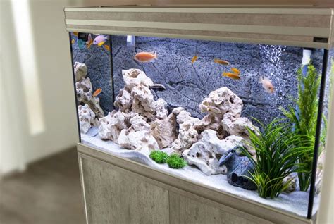 Safe Aquarium Keeping | Sandi Pressley