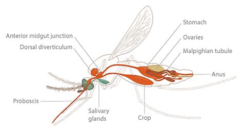 Mosquito Anatomy | Ask A Biologist