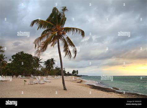 Guardalavaca beach in Holguin Province, Cuba. Palm tree Stock Photo - Alamy