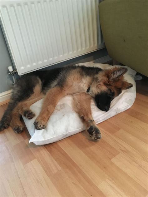 German Shepherd sleeping 💤 is so cute #germanshepherd | Shepherd puppies, German shepherd ...