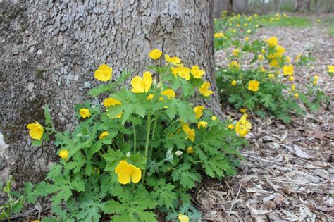 Wood Poppy – VIRGINIA WILDFLOWERS