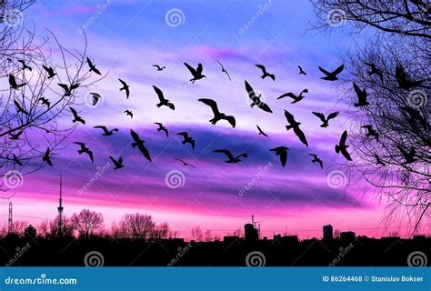 Flying Birds And Cityscape On Beautiful Purple Sunset Stock Photo ...