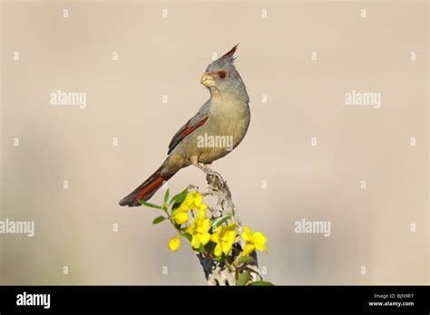 Pyrrhuloxia Adult Female Stock Photo - Alamy