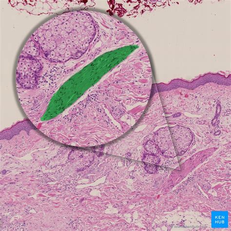 Skin appendages: Histology of the nails, glands and hair | Kenhub