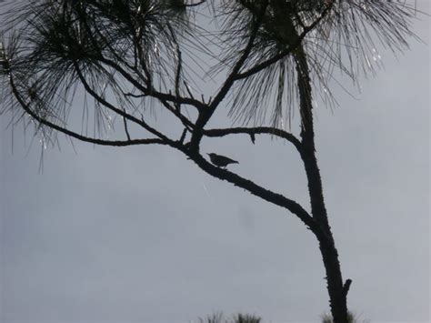 The Last Days of the Bahama Nuthatch - Atlas Obscura