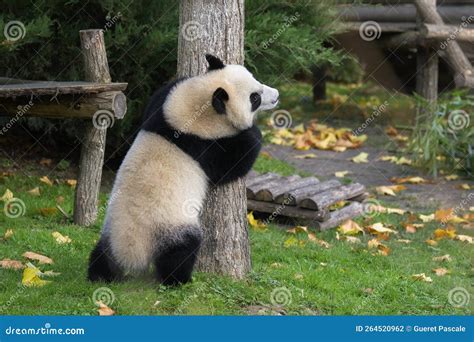 A baby giant panda stock photo. Image of east, melanoleuca - 264520962