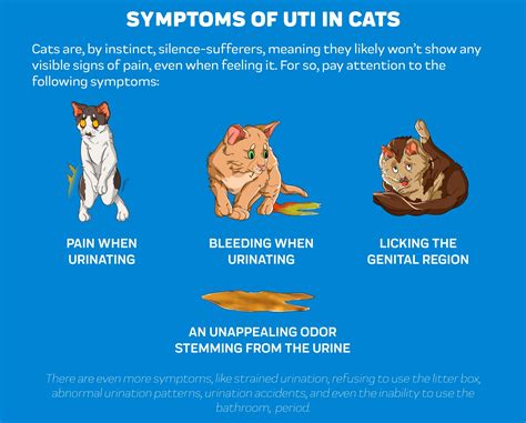 Cat UTI Symptoms - Cat UTI Pain Relief – Innovet Pet