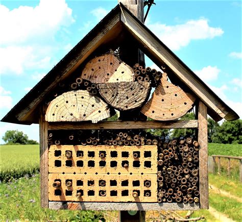 Bee House Essentials: 5 Tips for a Happy Garden Hive