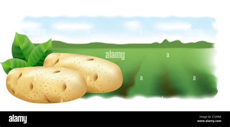 Potatoes and potato field. Vector illustration. Panorama Stock Photo - Alamy