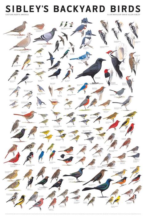 Sibleys Backyard Birds of Eastern North America Poster - Etsy | Bird poster, Wild birds ...