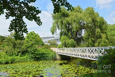 Copenhagen Botanical Garden Bridge Photograph by Catherine Sherman - Fine Art America