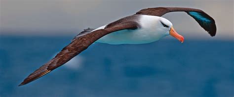 Wandering Albatross - Bird with largest wingspan ~ India GK, Current Affairs 2023