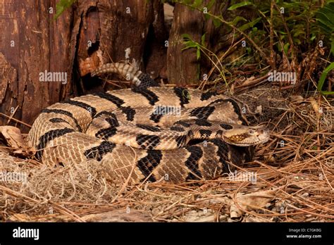 Canebrake Rattlesnake Stock Photo - Alamy