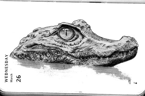 Alligator Sketch at PaintingValley.com | Explore collection of Alligator Sketch