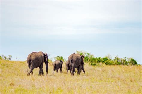 Four-tusked ‘elephant’ on display at Bandung museum – in fossils - Environment - The Jakarta Post