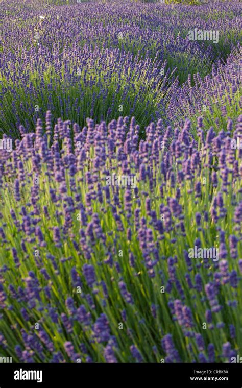 Lavender Fields at Heacham in Norfolk Stock Photo - Alamy