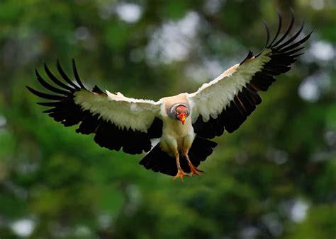 39 Colorful King Vulture Facts (Sarcoramphus papa) | JustBirding.com