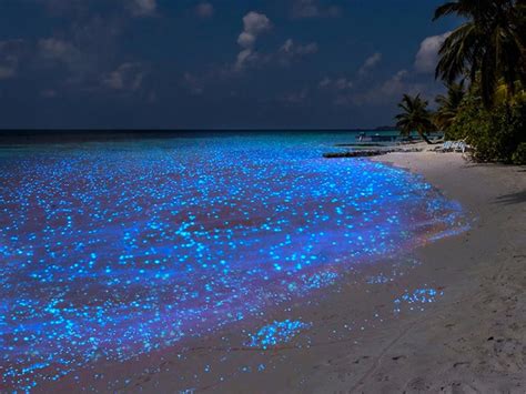 Vámonos a la playa bioluminiscente de Holbox a nadar con tiburones | Spiaggia di notte, Maldive ...