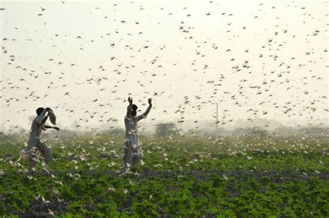 An Epic Locust Swarm In Africa (15 pics) - Izismile.com