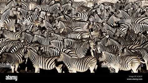 Zebra herd Stock Photo: 101631 - Alamy