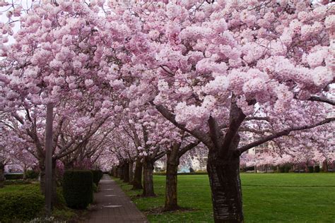 Cherry Blossom Trees Royalty Free Photo