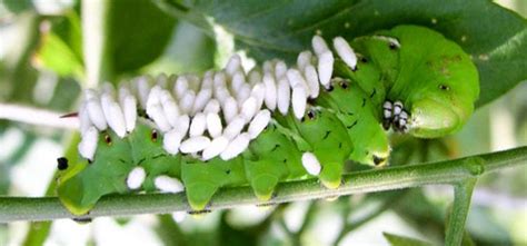 Tomato Hornworm Guide