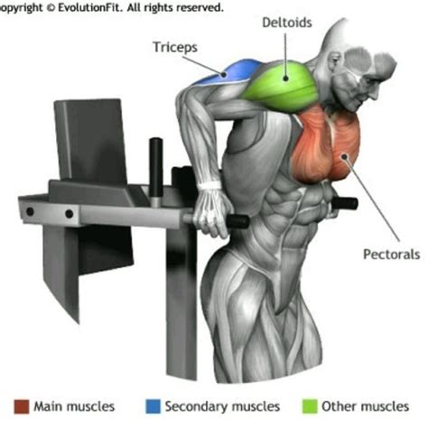 Dips by Dave D. - Exercise How-to - Skimble Workout Trainer