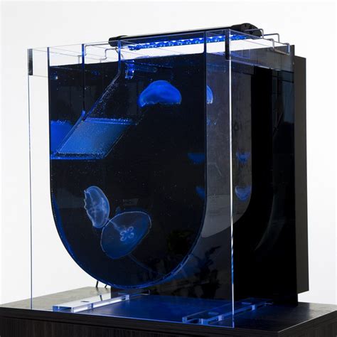 Medusa Desktop Aquarium | UK Jellyfish | Jellyfish aquarium