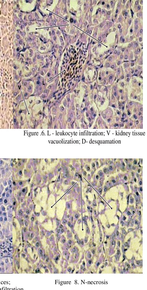 Microscopic view of the kidney of feral pigeon of control group; normal ...