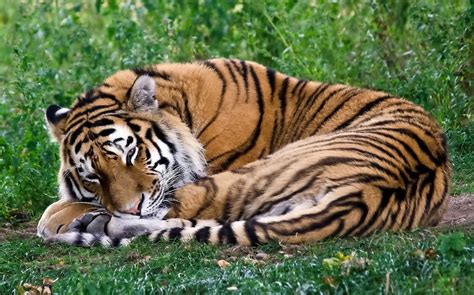 Sleeping Tiger Wallpaper HD 19530 - Baltana