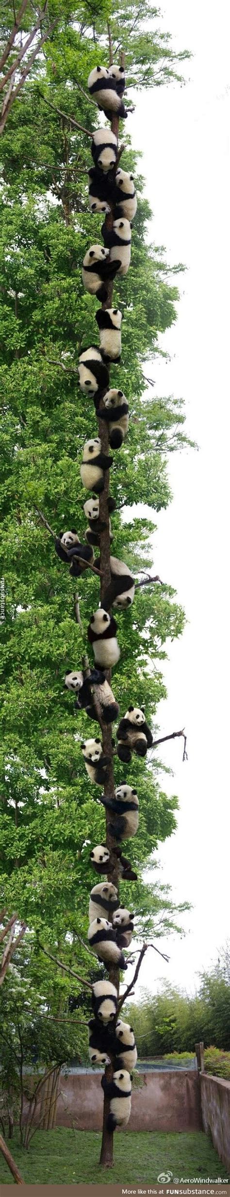 27 Pandas in a tree - FunSubstance