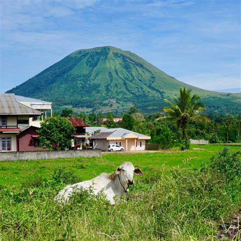 The active volcano Mt. Lokon looms above Tomohon (and a lazy cow) in North Sulawesi, Indonesia ...