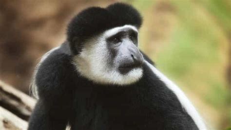 Colobus Monkeys: A Guide to Appearance and Behavior