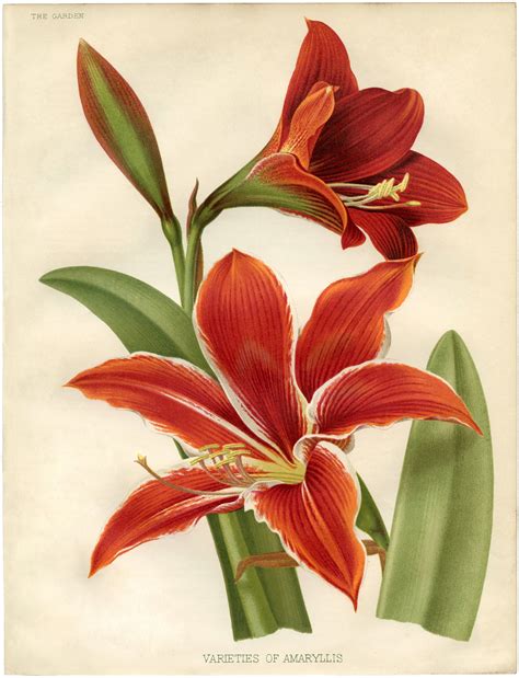 6 Amaryllis Images:(Beautiful Botanicals) - The Graphics Fairy