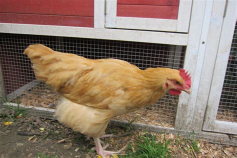 Young Buff Orpington Rooster, Renton Washington