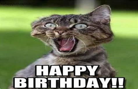 Angry Cat Birthday Meme | BirthdayBuzz